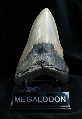 Inch NC Megalodon Tooth #1370